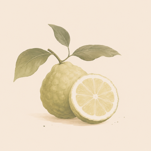 Bergamote · Citron de Sicile · Pamplemousse rose