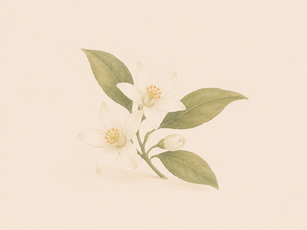 Néroli · Thé blanc · Fleur d'oranger